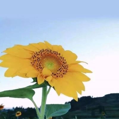 张雪峰：“人生真好玩，下辈子还来”
